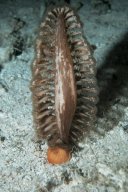 Höhlen-Seefeder (Pteroeidida)